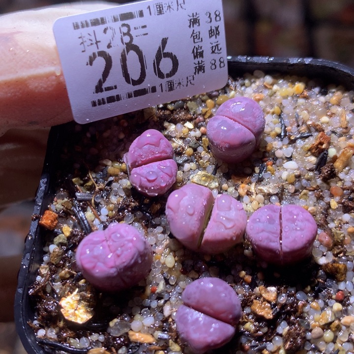 精品生石花28.206