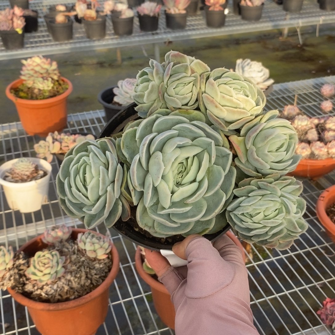 5646西娜多头一物一拍