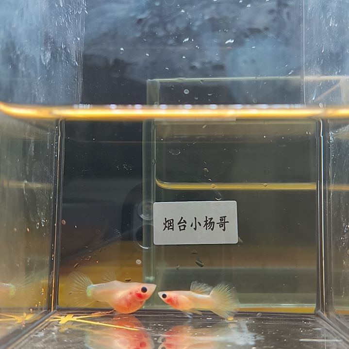 孔雀鱼幻彩纯球猫一对