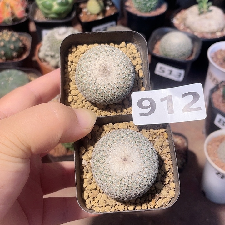 912月世界仙人球2颗