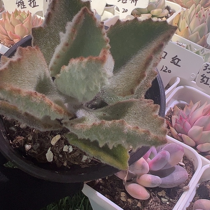 三盆鹰兔耳嫁接植物