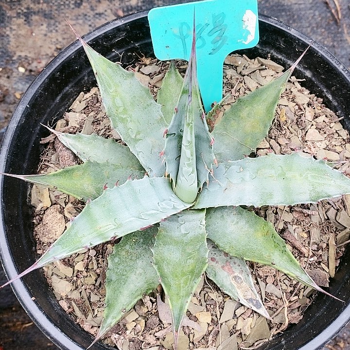 【闪购商品】无花朵龙舌兰金特里 三单包邮