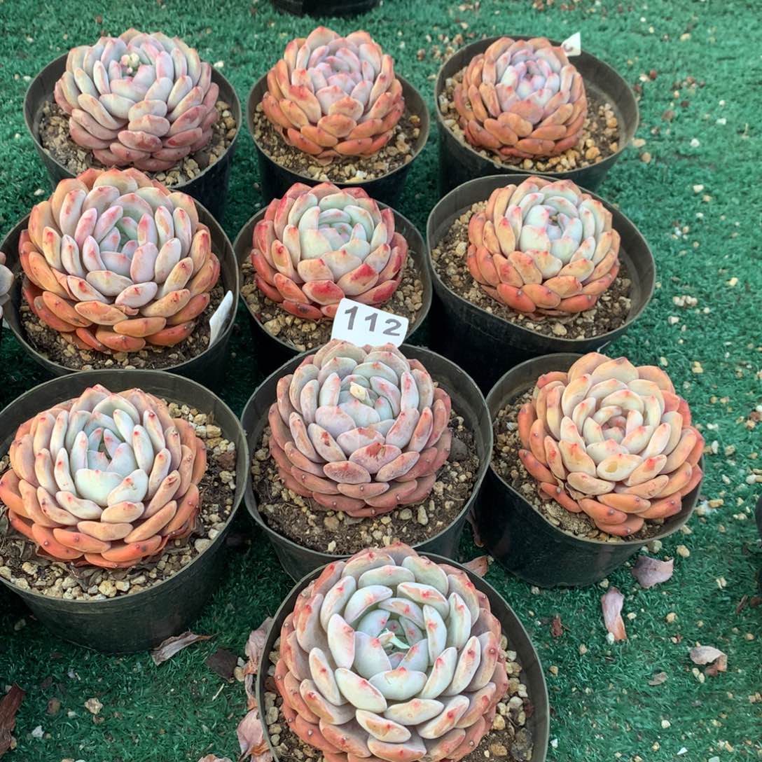 112橙子多肉组合