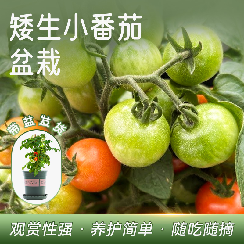 农科院盆栽番茄观赏食用矮生番茄阳台四季樱桃小西红柿苗带盆发货