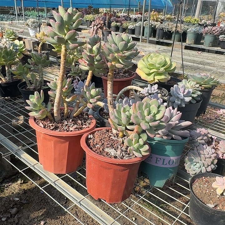人***见多肉植物一物一拍初见