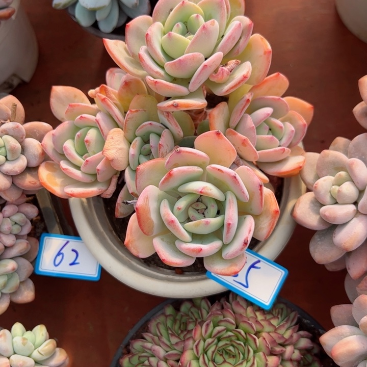 55白月光平平安安健健康康