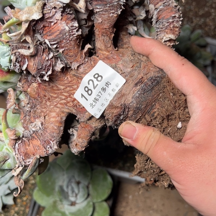 牛*1828哈哈哈哈哈哈哈哈