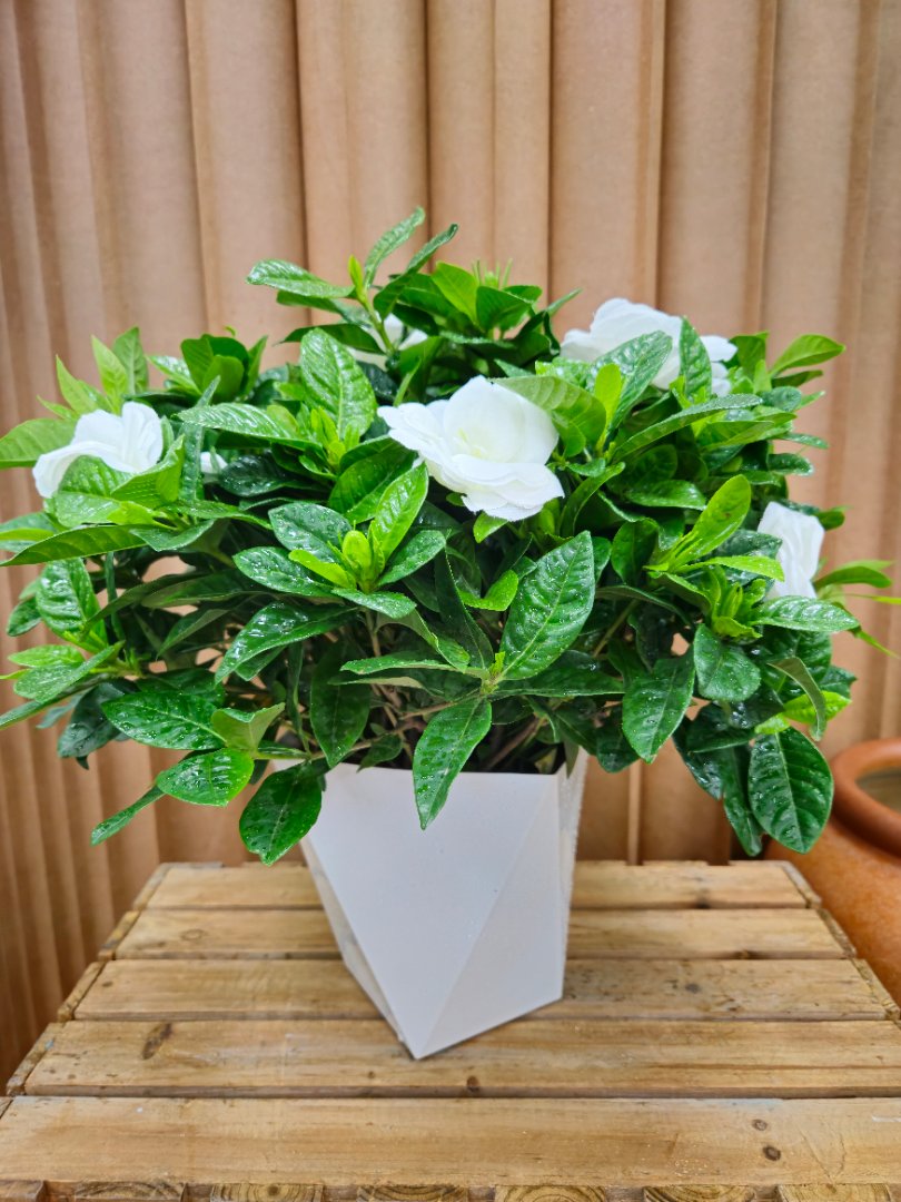 【香水栀子花】230小叶丛生多支盆栽四季开花阳台特大号栀子花盆栽