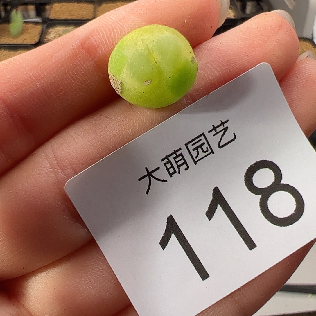 0000118 一物一拍           