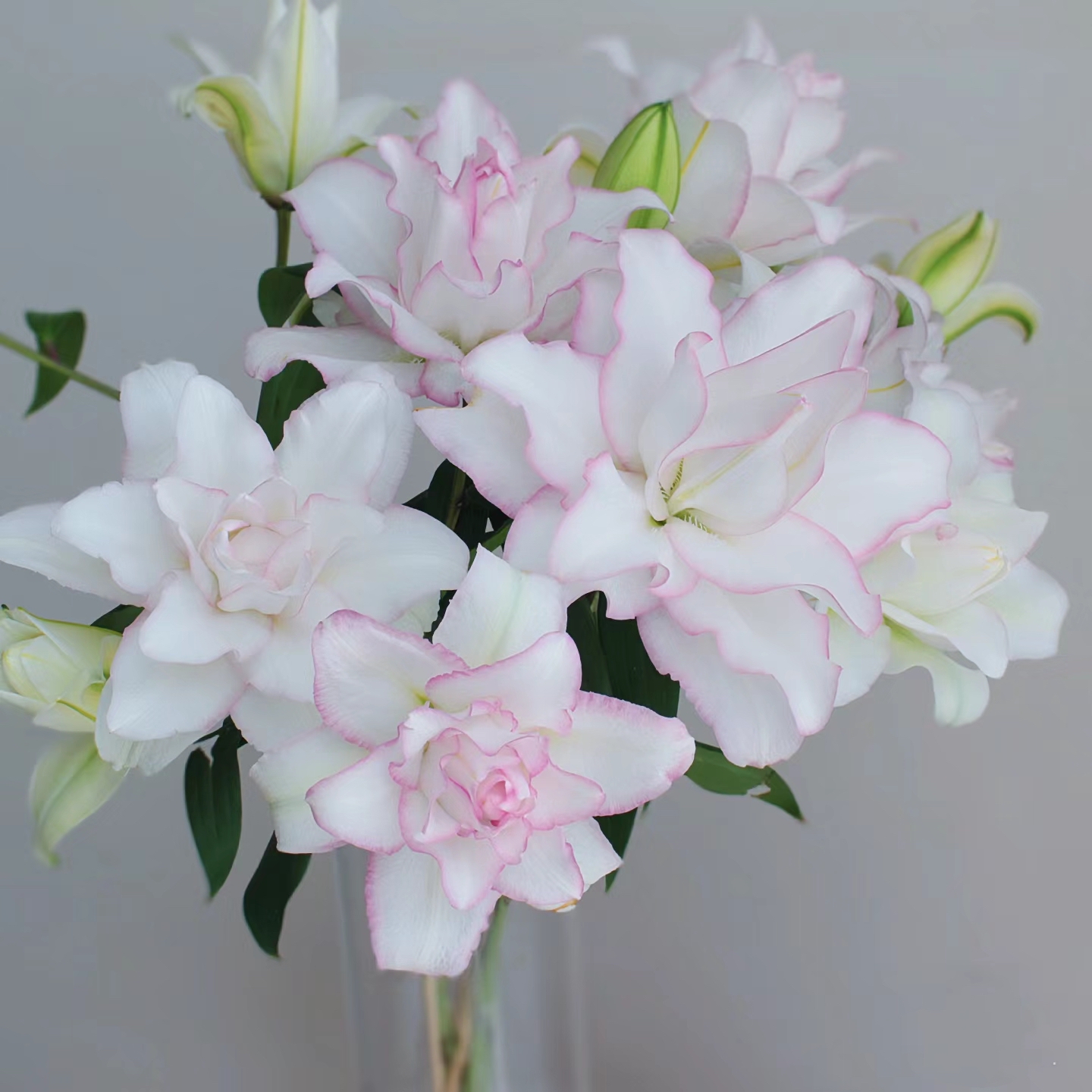 【冰美人】20/22周长大花浓香重瓣耐寒耐热百合种球盆栽四季可种