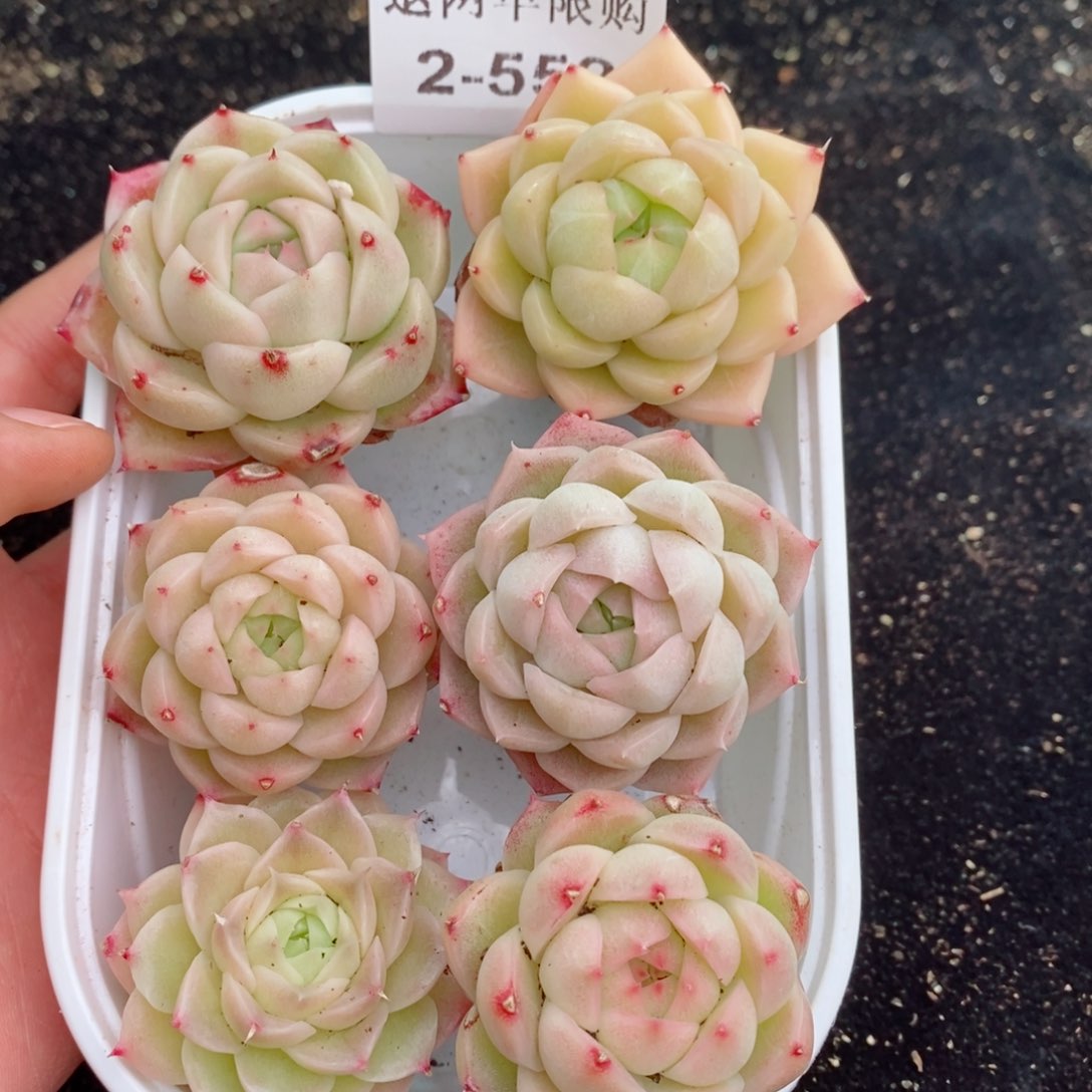 2-552 新疆西藏内蒙不发其他12.8包邮两到三公分多肉