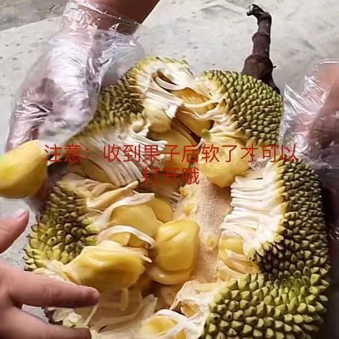 云南德宏 麻朗 菠萝蜜 新鲜湿果 牛肚子果 包邮纯天然当季水果