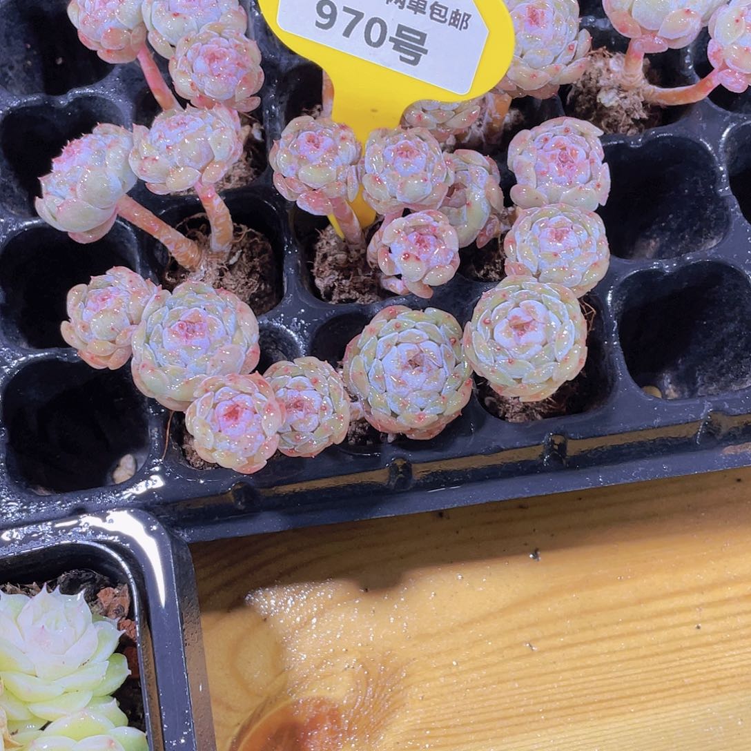 970号 飘枝小团子双头起一个