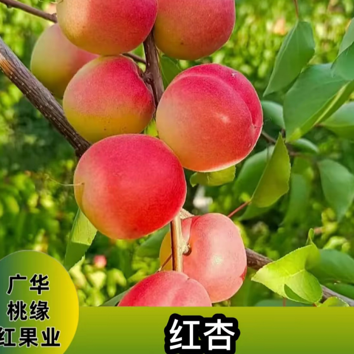 红杏2级  一年生种子