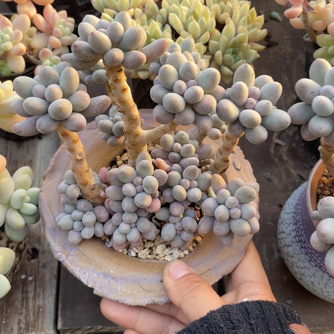 18个头左右 微瑕 看好拍 糖豆