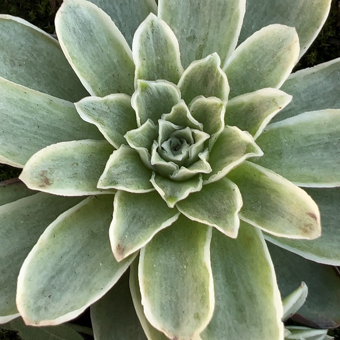 山地玫瑰锦秋夕887号3