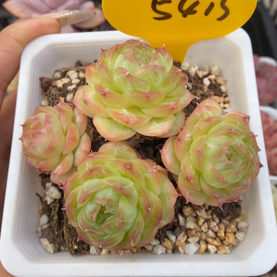 蔷薇珍妮群生5413号