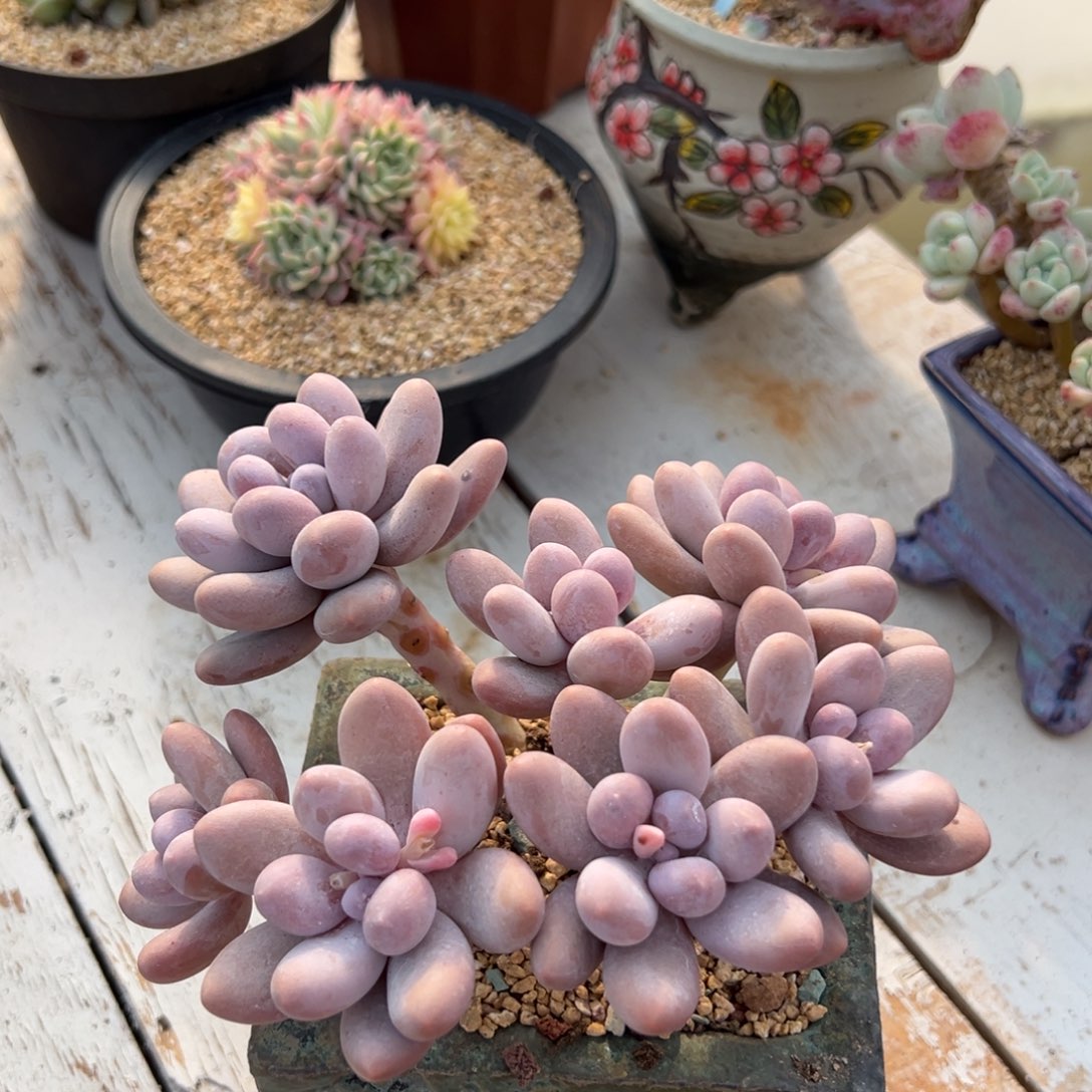 多肉植物一物一拍