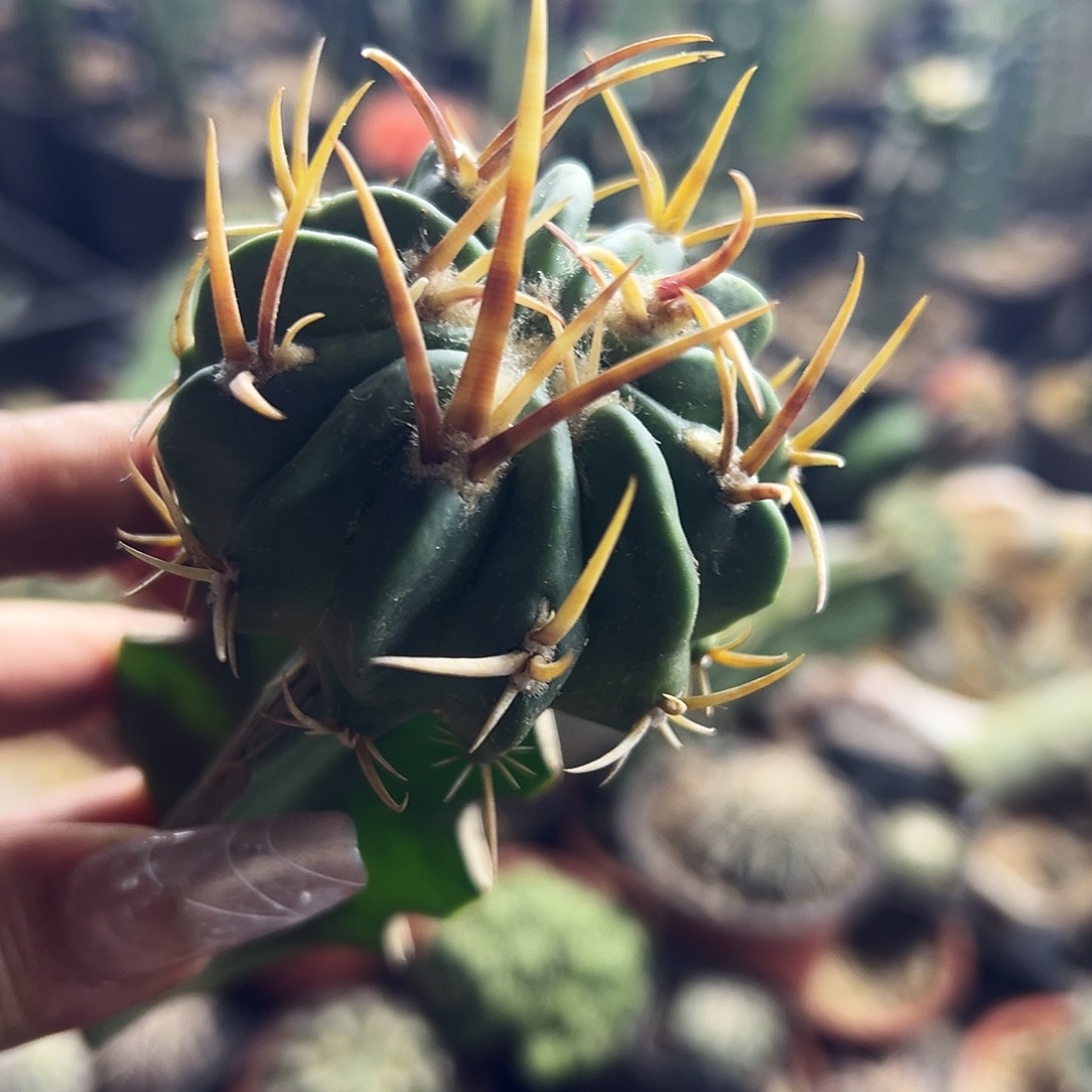 龙剑仙人球11111111