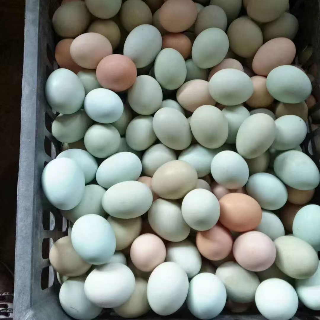 高原散养走地土鸡蛋绿壳蛋30枚