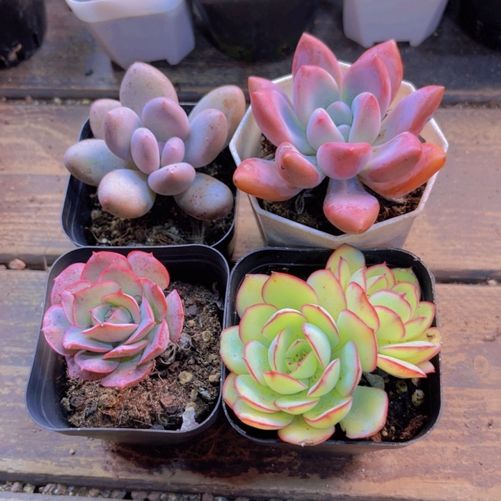 桃美人。克罗地亚。牡丹亭。奥普