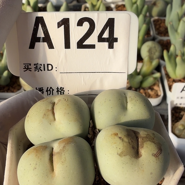 124。多肉植物的生长发育