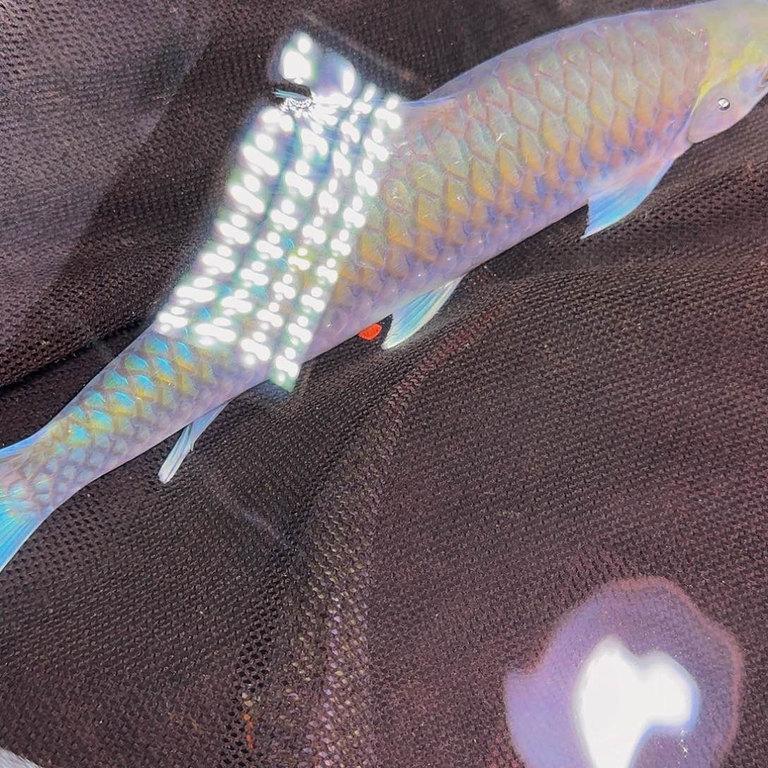 吉罗鱼异口异口异口