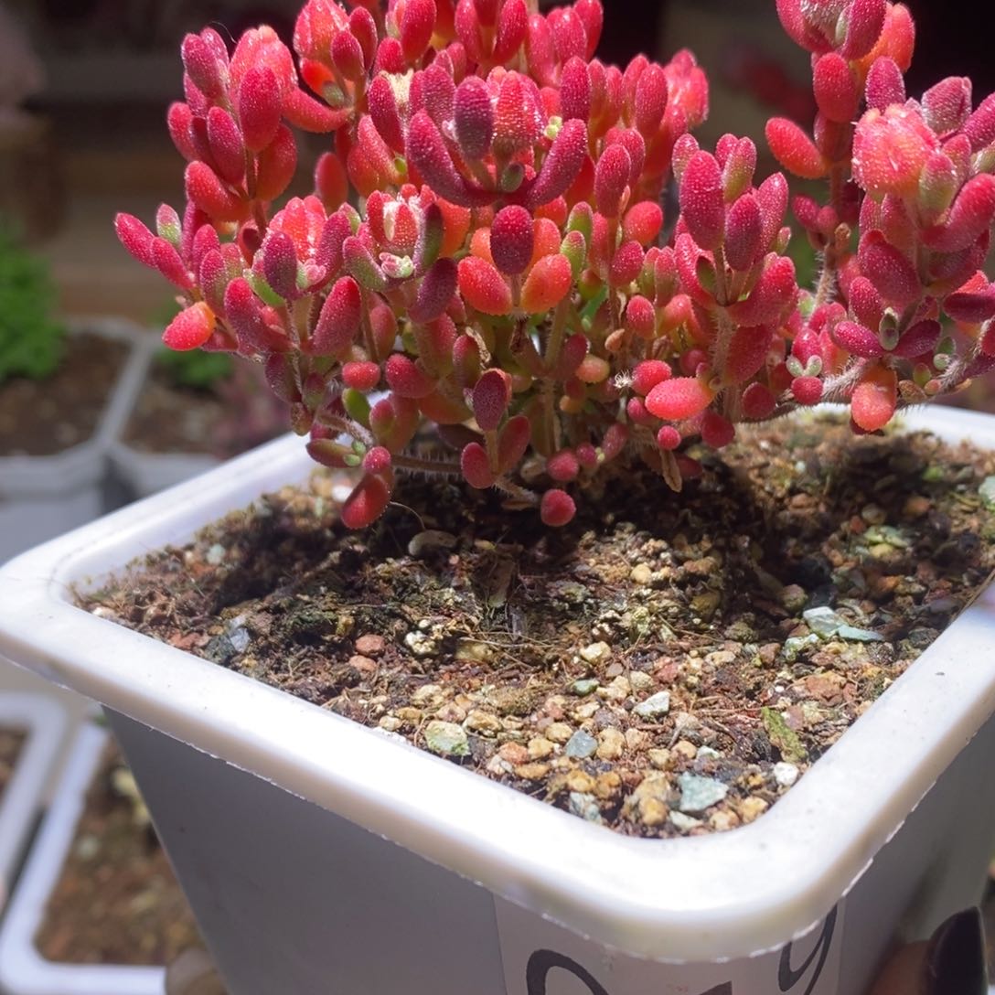 红宝石带盆土发货一物一拍