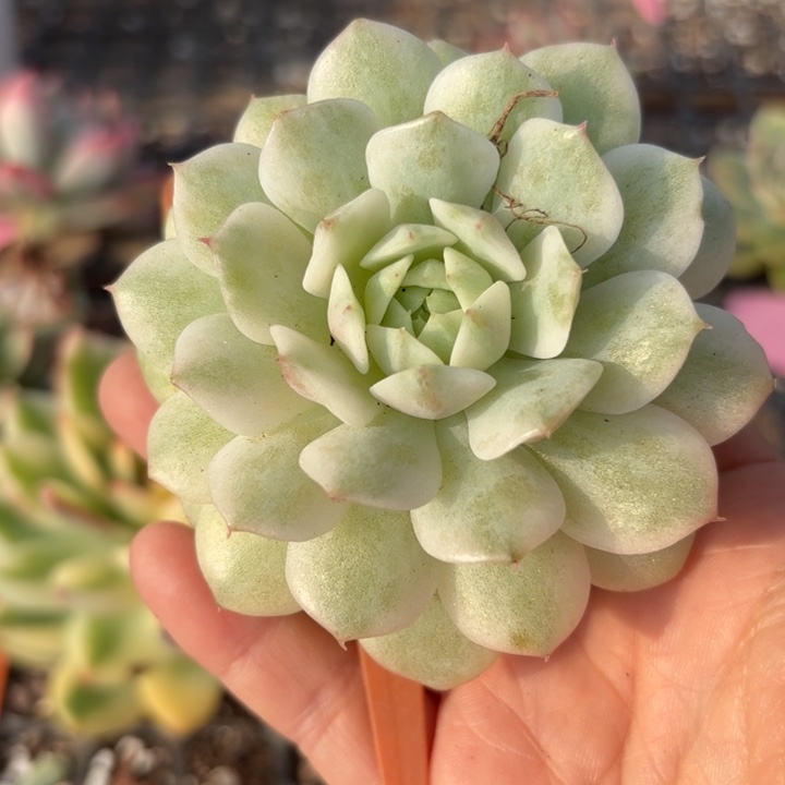 老船长锦多肉植物