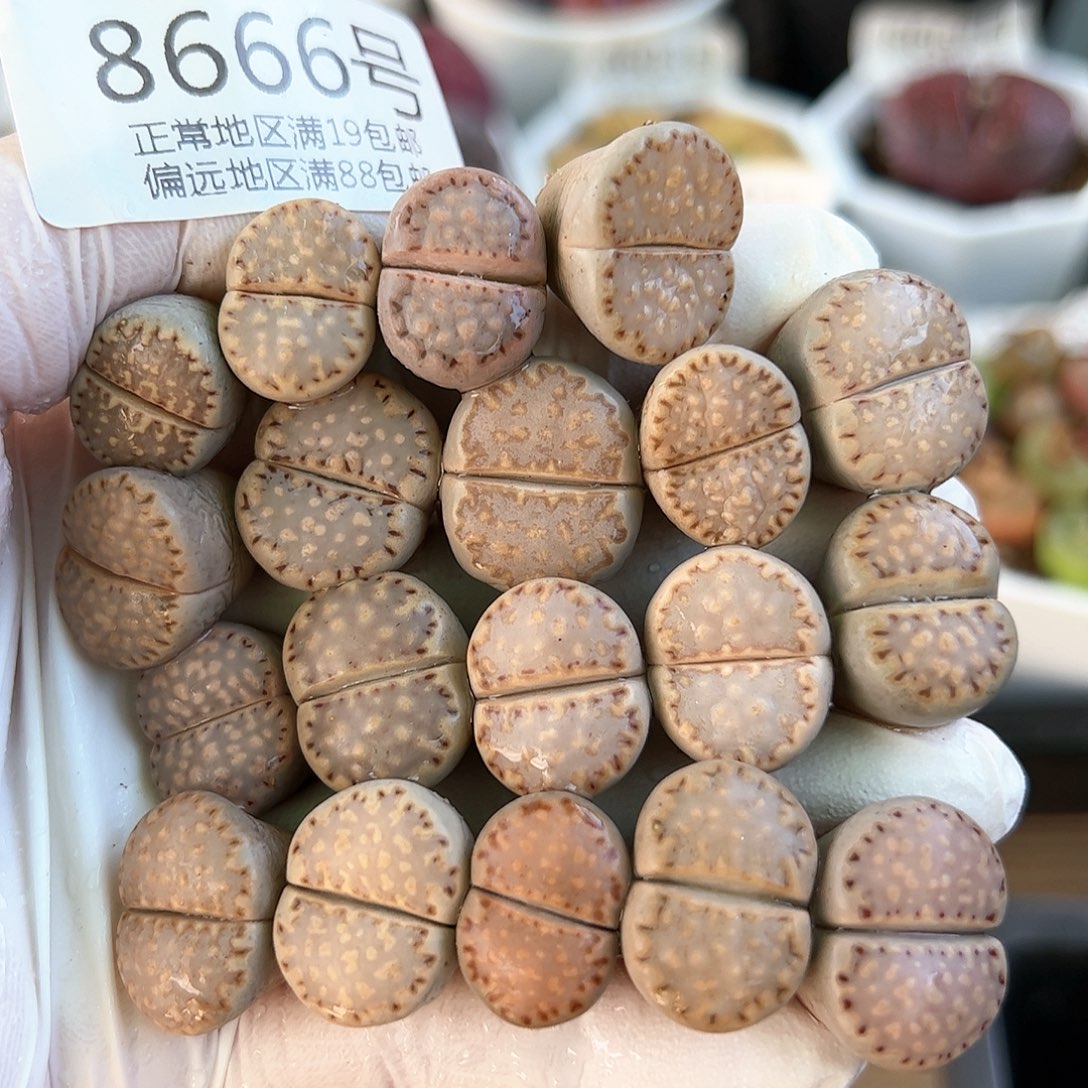 8666四年控养饼干19颗1.5cm