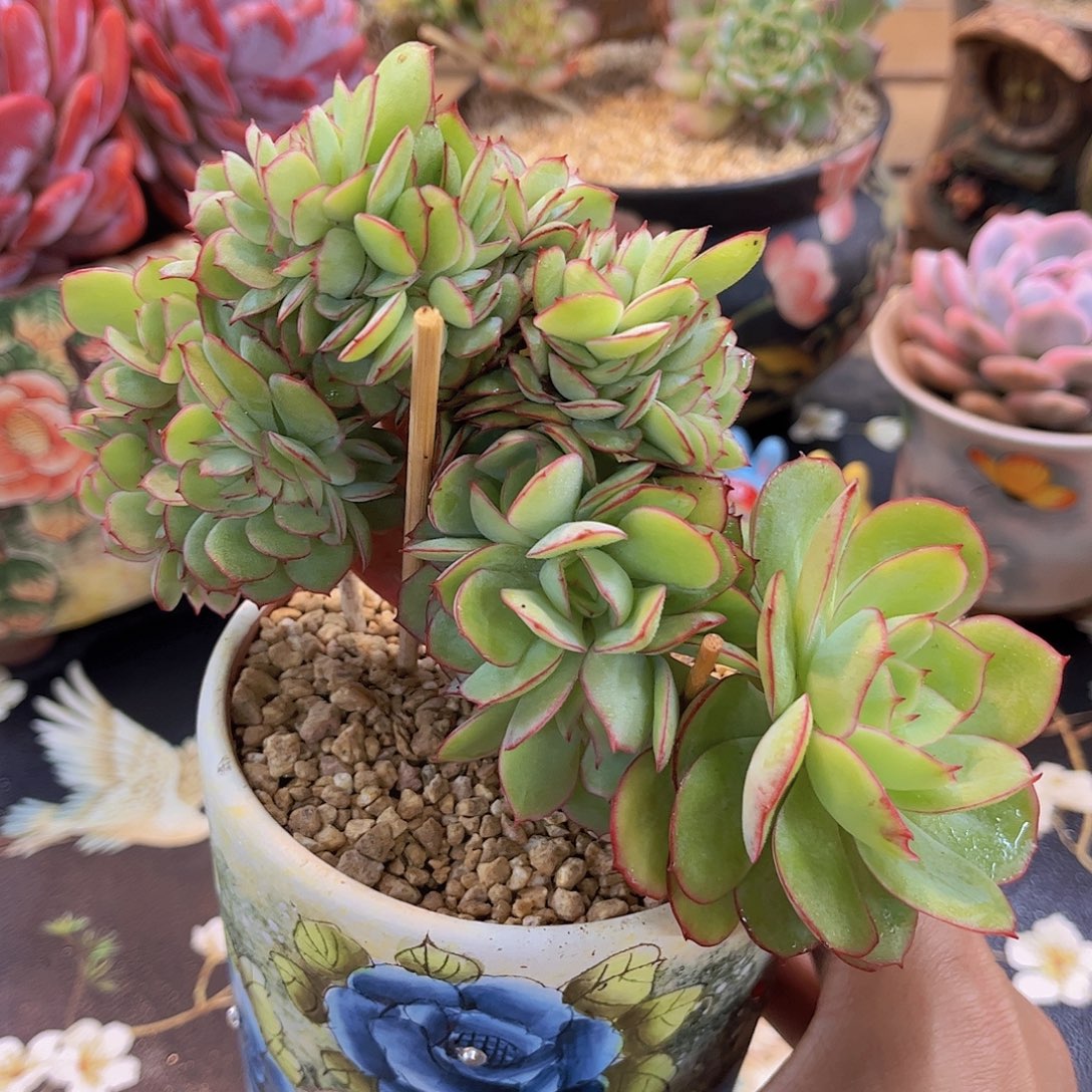 韩版牡丹亭龙头小树缀