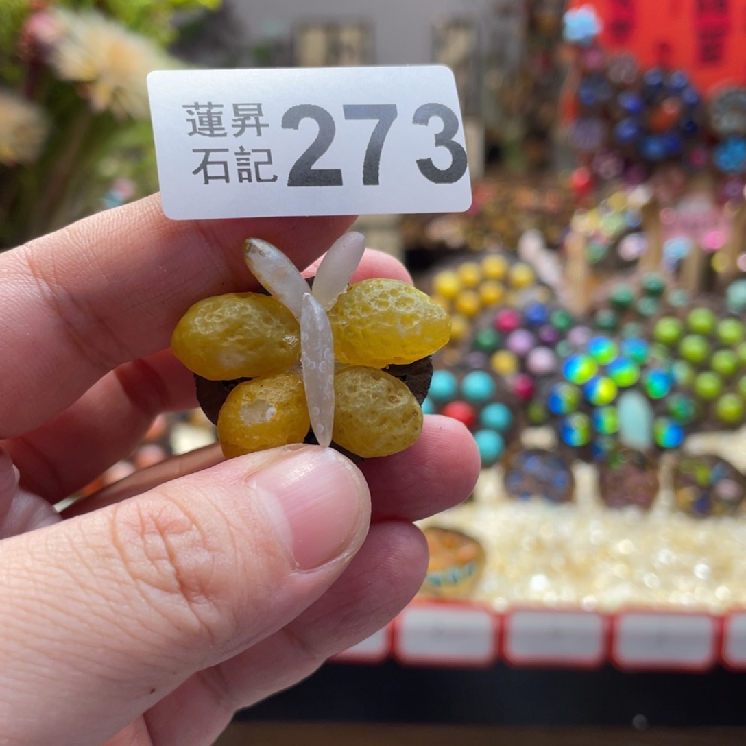 核桃木/黑胡桃（胡桃木）冰*梦273