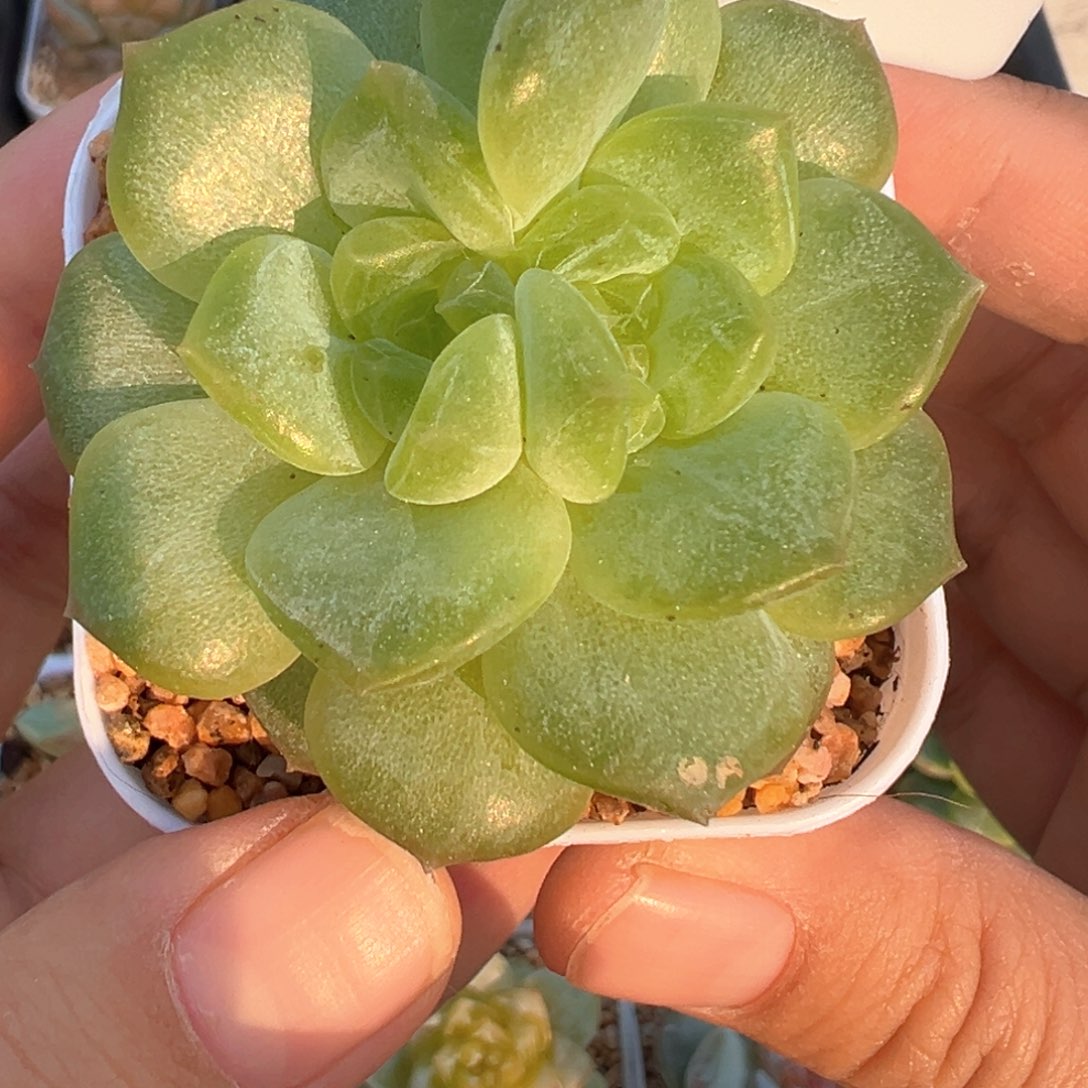 651号新个体风花雪月系列