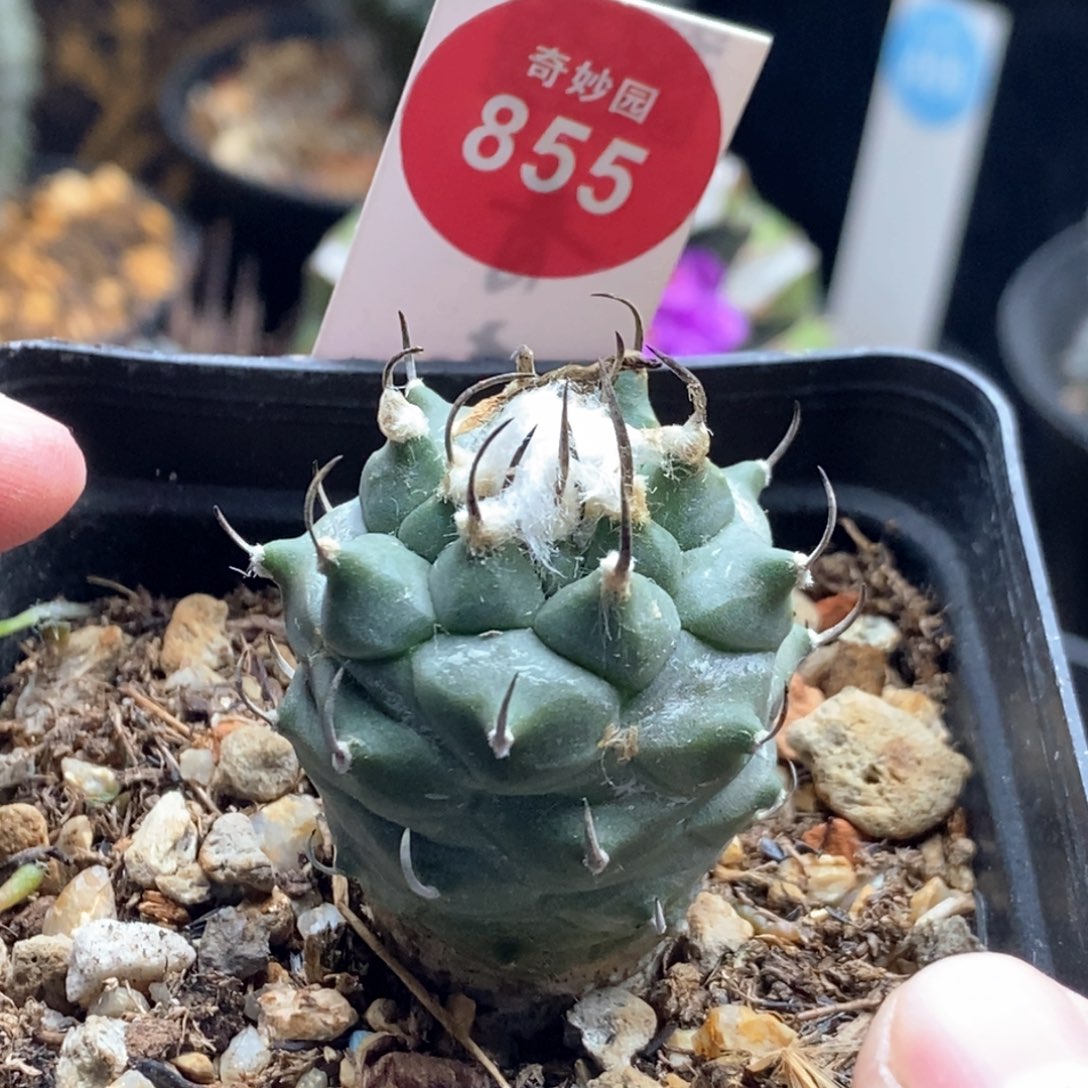 实生雪顶豪刺娇丽3.1cm