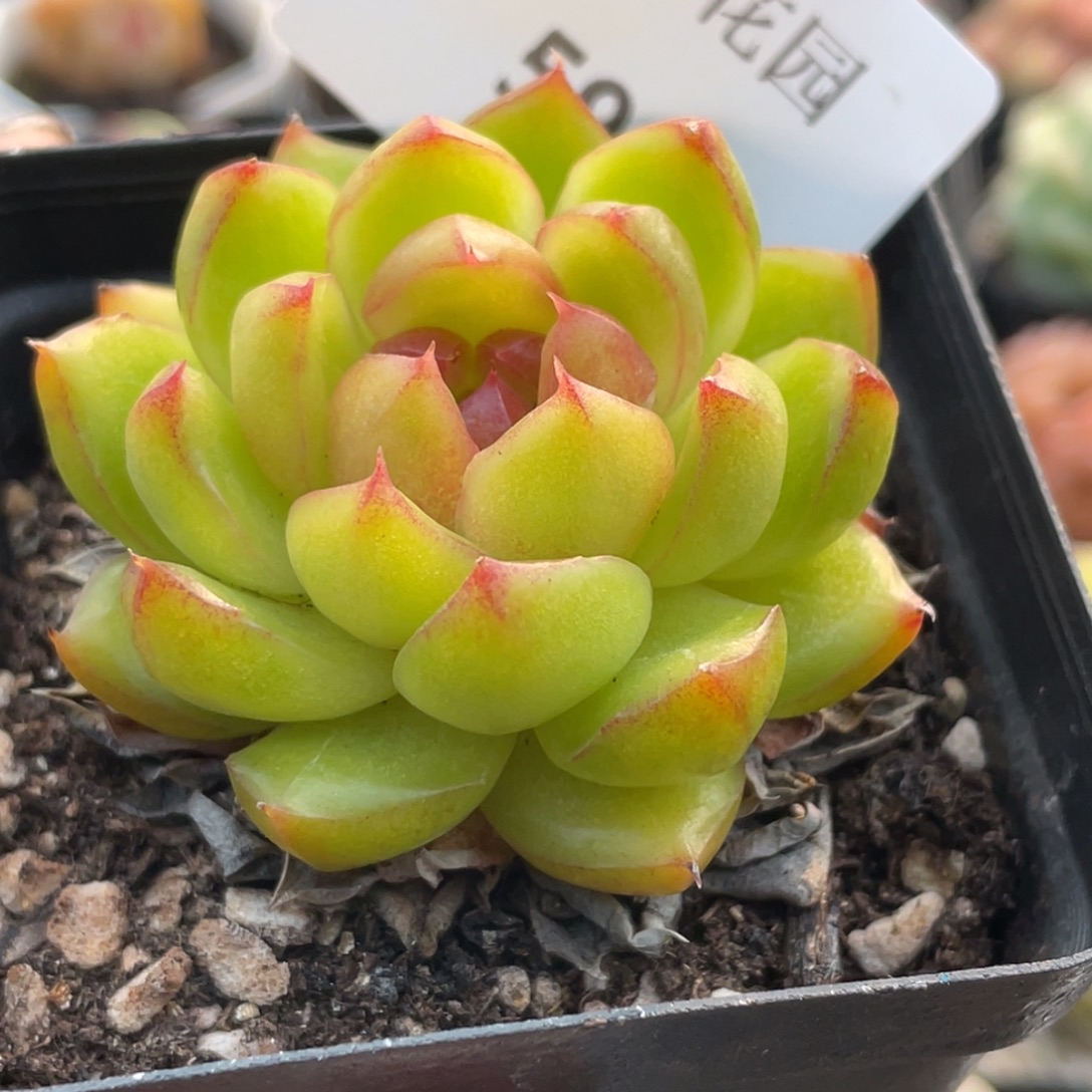 591号糖心冰心珍妮 果冻糖