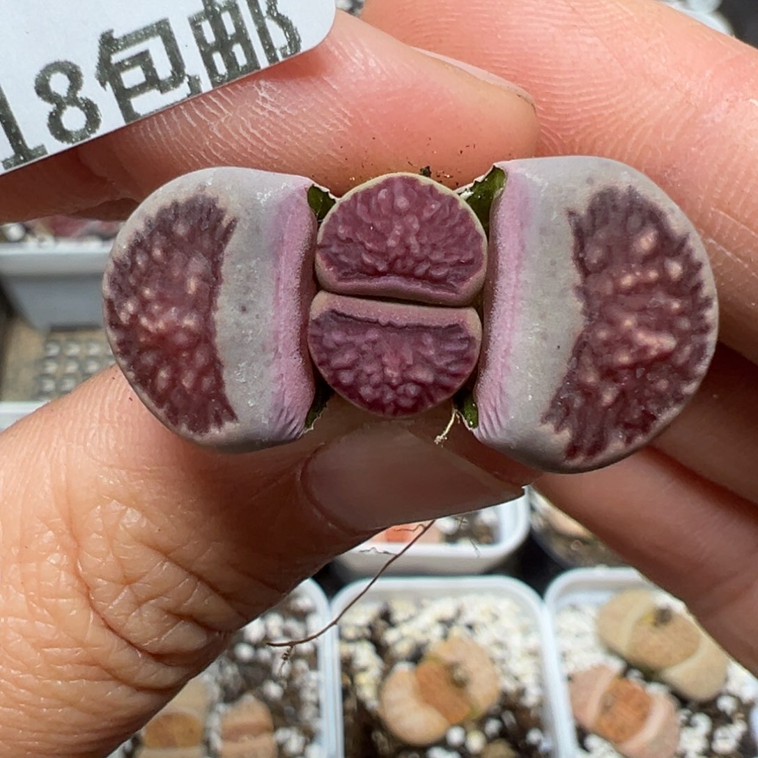 【闪购商品】1033……