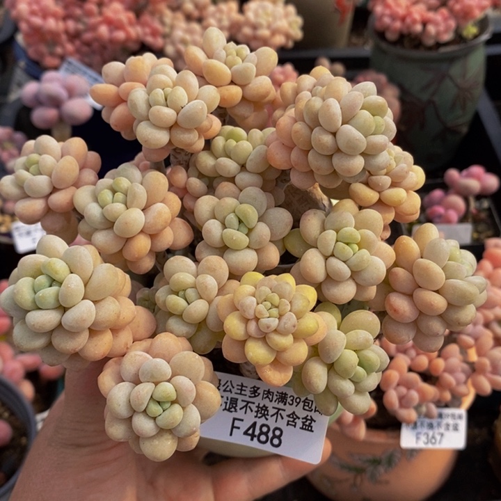 洛可可老桩12cm488多肉植物