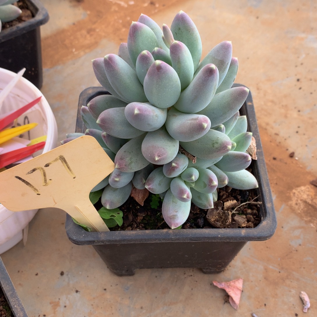 美人自理727272737373727