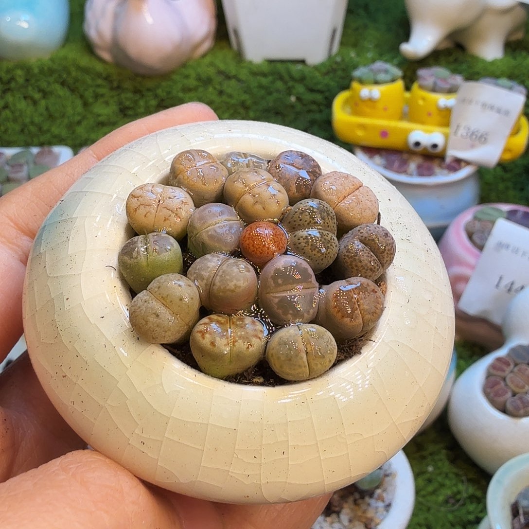 多肉植物福利1517