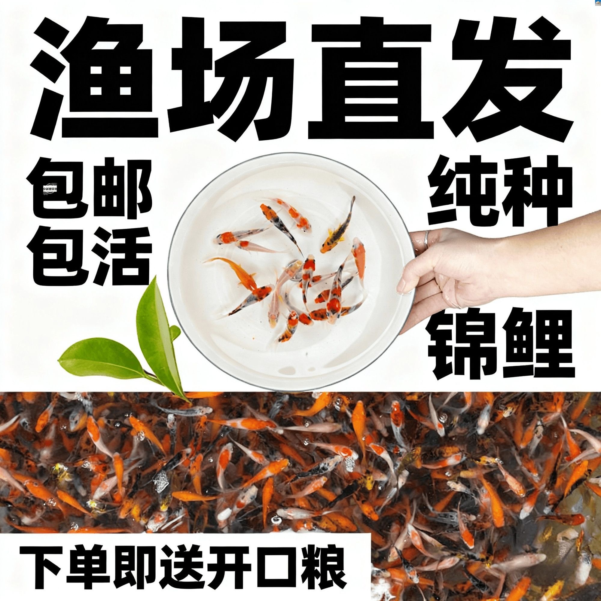【7-10cm3条】纯种日本锦鲤淡水冷水观赏小鱼金鱼活鱼鱼苗耐活好养