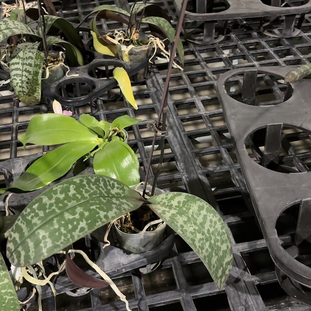 .***.大部分花苞少量开放沙巴西