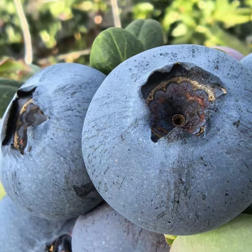 云南抚仙湖花香蓝莓 新鲜水果 全国空运 