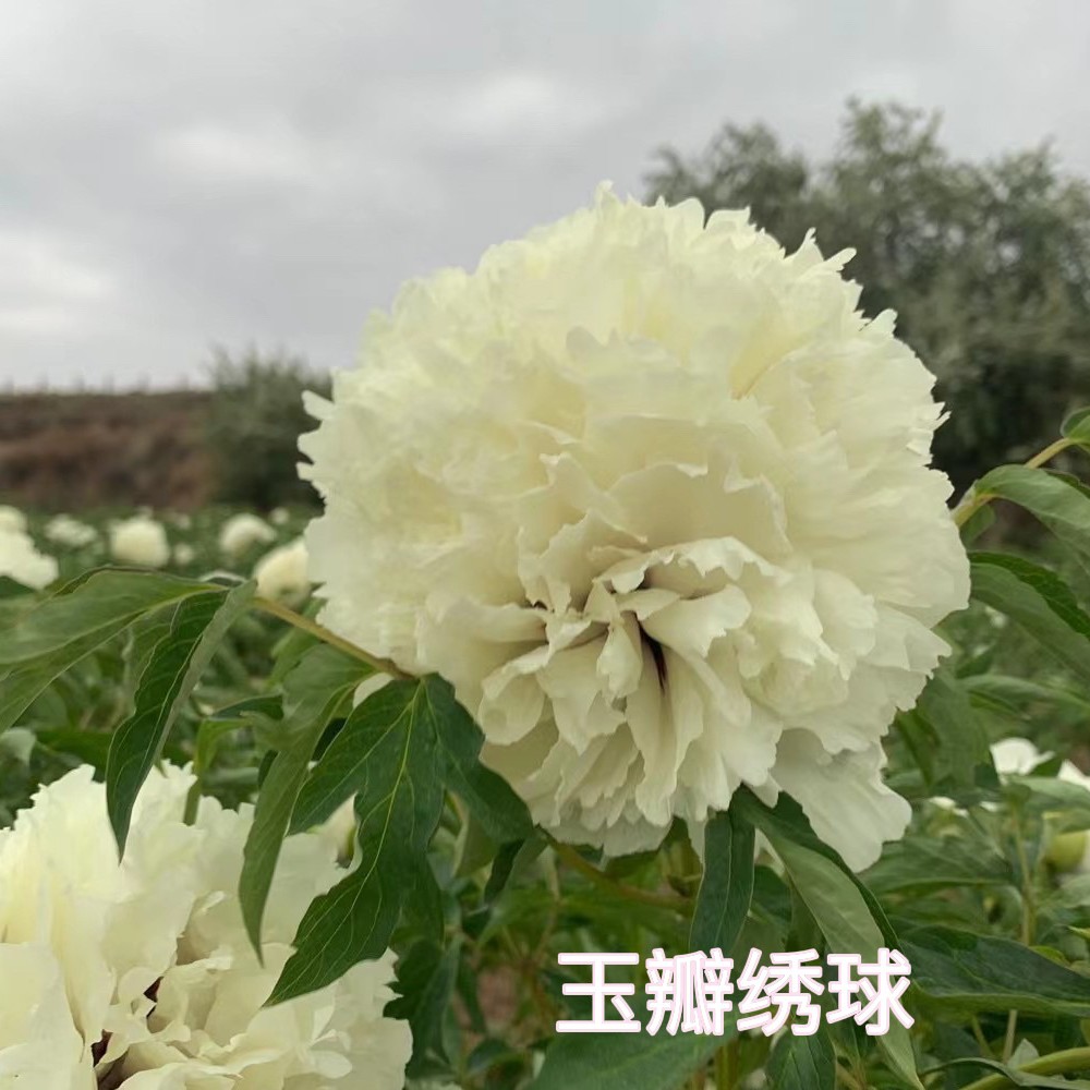 玉瓣绣球三年苗(紫斑牡丹)