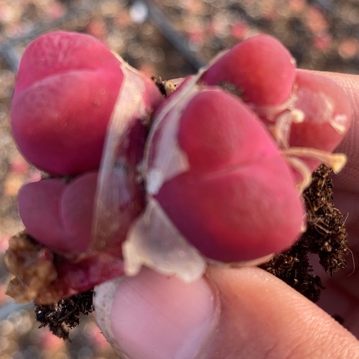 2417一颗一颗一颗