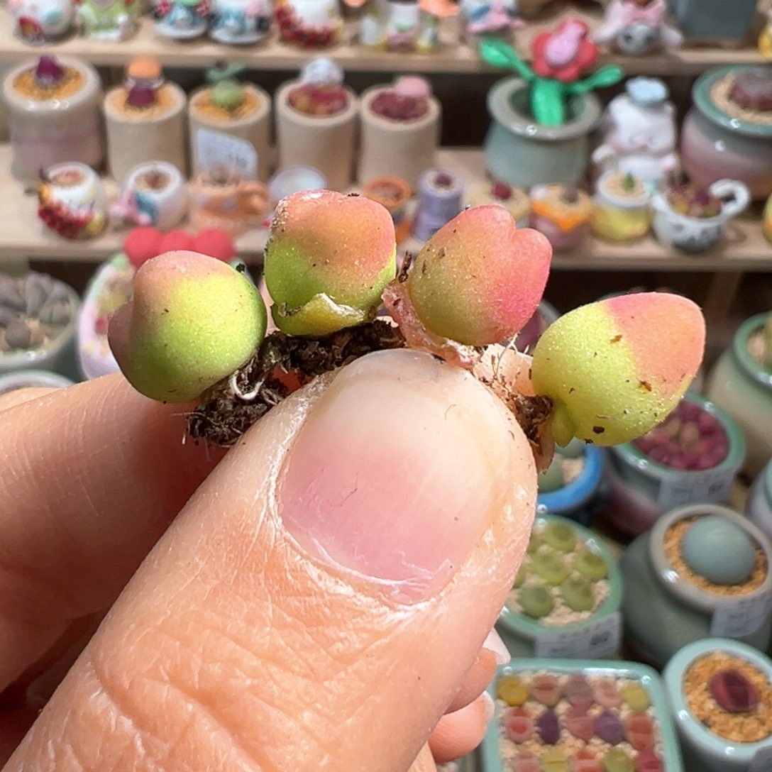 多肉植物135号毛毛