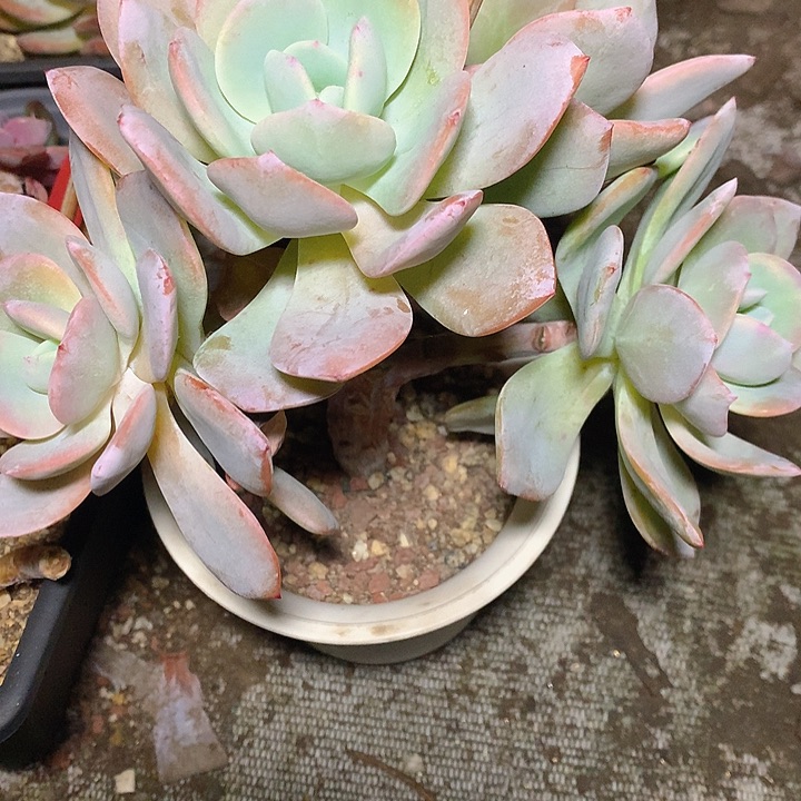 夏***水老猫猫多肉一物一拍