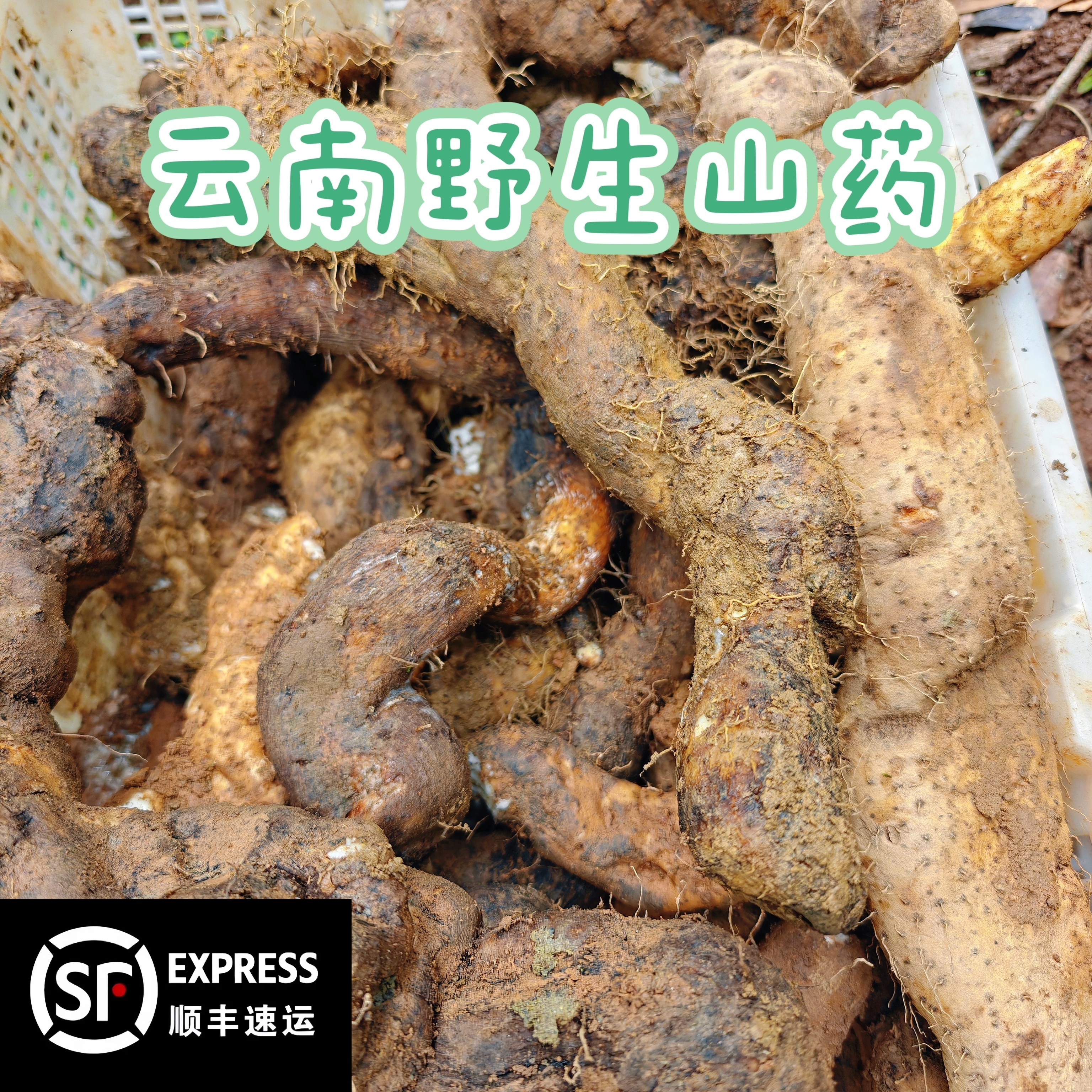 顺丰包邮云南特产无污染无人工干预野生山药3斤包邮带微瑕破损