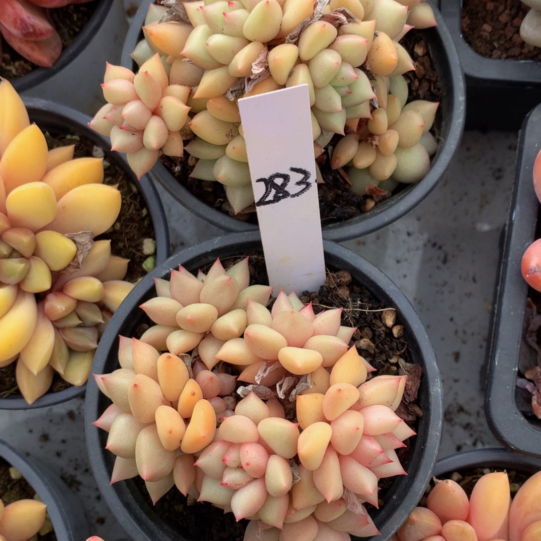 黄金象牙贸易2626272727273