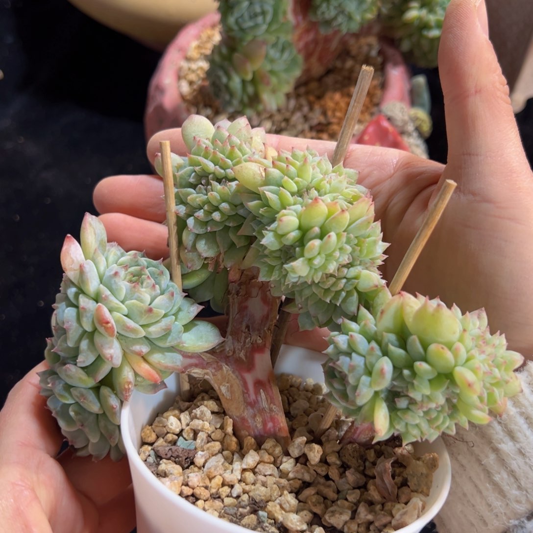 新年快乐 新年快乐 新年快乐