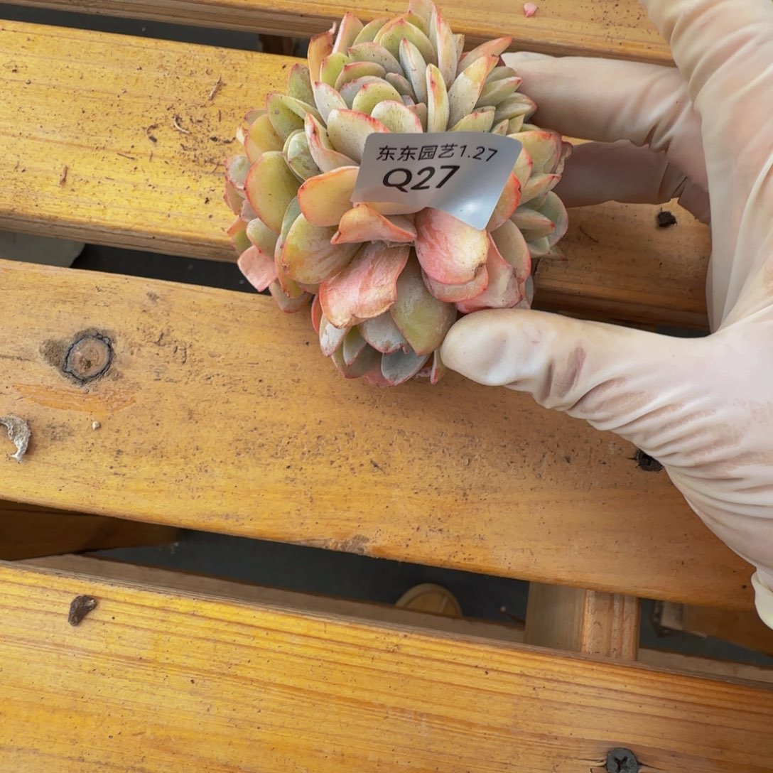 q q q q q q q q q 27